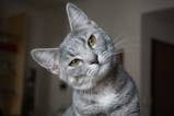 10 Tipps für eine gesunde Katzenseele